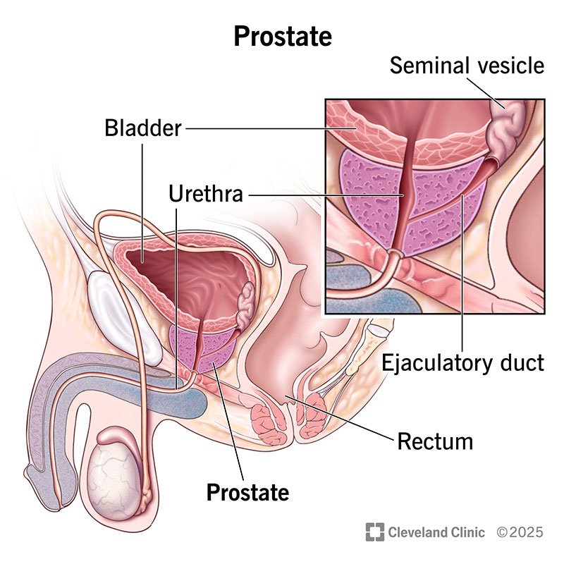 Home prostate