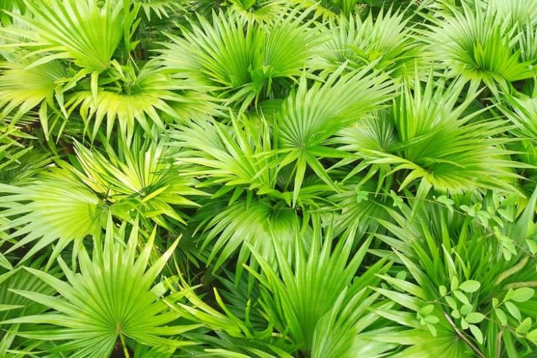 nutritions serenoa repens 780x520